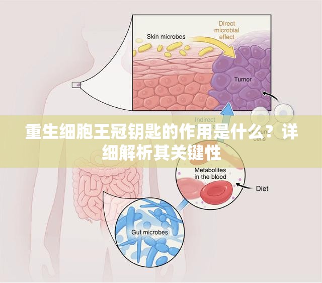 重生细胞王冠钥匙的作用是什么？详细解析其关键性